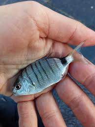 Image result for Diplodus sargus