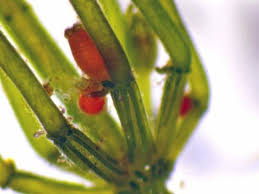 Attēlu rezultāti vaicājumam “Chara contraria”