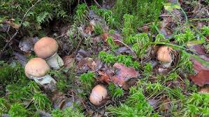 Attēlu rezultāti vaicājumam “Rozites caperata”