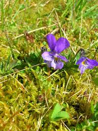 Attēlu rezultāti vaicājumam “Festuca ovina flower”