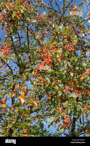Attēlu rezultāti vaicājumam “Malus x zumi fruit”