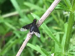 Attēlu rezultāti vaicājumam “Hemipenthes morio”