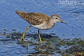 Attēlu rezultāti vaicājumam “Tringa glareola”