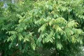 Attēlu rezultāti vaicājumam “Juglans ailanthifolia”