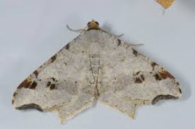 Attēlu rezultāti vaicājumam “Macaria alternata”