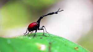 Attēlu rezultāti vaicājumam “Attelabidae”