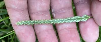 Attēlu rezultāti vaicājumam “Cynosurus cristatus”