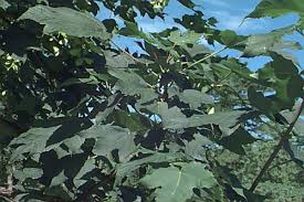 Attēlu rezultāti vaicājumam “Acer pseudoplatanus fo. purpurascens leaf”