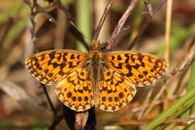 Attēlu rezultāti vaicājumam “Boloria dia upperside”