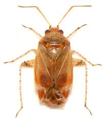 Attēlu rezultāti vaicājumam “Dicyphus sp.”