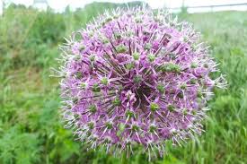 Attēlu rezultāti vaicājumam “Allium oleraceum bud”