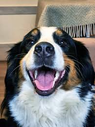 Attēlu rezultāti vaicājumam “Canis lupus familiaris”