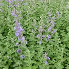 Attēlu rezultāti vaicājumam “Nepeta x faassenii flower”