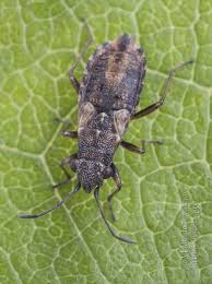 Attēlu rezultāti vaicājumam “Nithecus jacobaeae”