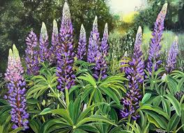 Image result for Lupinen