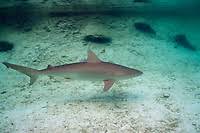 Image result for Carcharhinus acronotus