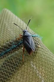Attēlu rezultāti vaicājumam “Capsus ater imago”