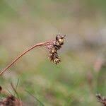 Attēlu rezultāti vaicājumam “Luzula campestris fruit”