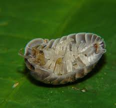 Attēlu rezultāti vaicājumam “Oniscoidea”