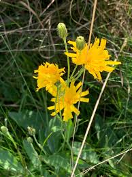 Attēlu rezultāti vaicājumam “Hieracium laevigatum”