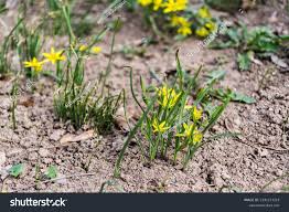 Attēlu rezultāti vaicājumam “Gagea pratensis”