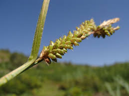 Attēlu rezultāti vaicājumam “Cyperaceae”