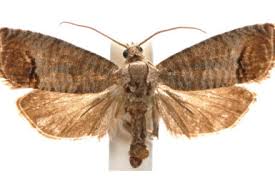 Attēlu rezultāti vaicājumam “Cydia pomonella”