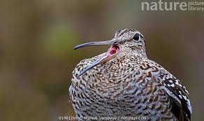 Image result for Gallinago media