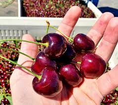 Attēlu rezultāti vaicājumam “Cerasus fruit”