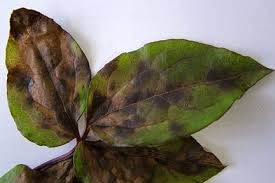 Attēlu rezultāti vaicājumam “Clematis leaf”