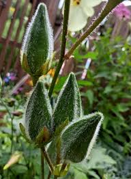 Image result for Abelmoschus moschatus