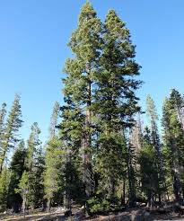 Attēlu rezultāti vaicājumam “Abies”