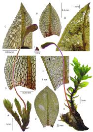 Attēlu rezultāti vaicājumam “Bryum amblyodon sporophyte”