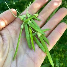 Attēlu rezultāti vaicājumam “Caragana arborescens fruit”
