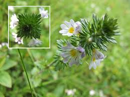 Image result for Euphrasia stricta