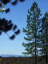 Attēlu rezultāti vaicājumam “Pinus ponderosa”