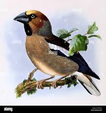 Attēlu rezultāti vaicājumam “Coccothraustes coccothraustes”