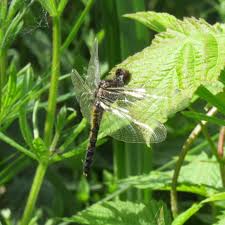 Attēlu rezultāti vaicājumam “Leucorrhinia caudalis”