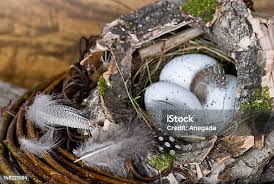 Attēlu rezultāti vaicājumam “Motacilla alba nest”