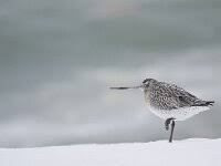Attēlu rezultāti vaicājumam “Limosa lapponica adult”