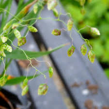 Attēlu rezultāti vaicājumam “Briza media flower”
