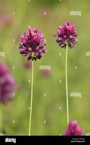 Attēlu rezultāti vaicājumam “Allium scorodoprasum bud”