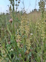 Attēlu rezultāti vaicājumam “Rumex thyrsiflorus”