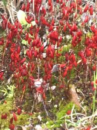 Attēlu rezultāti vaicājumam “Bryales”