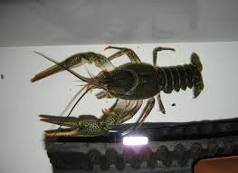 Attēlu rezultāti vaicājumam “Astacus leptodactylus”