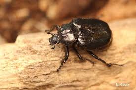 Attēlu rezultāti vaicājumam “Osmoderma barnabita imago”