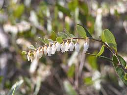 Attēlu rezultāti vaicājumam “Chamaedaphne calyculata fruit”