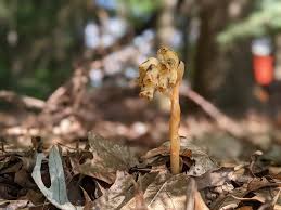 Attēlu rezultāti vaicājumam “Monotropa hypopitys bud”