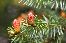 Attēlu rezultāti vaicājumam “Picea abies female flower”