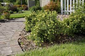 Attēlu rezultāti vaicājumam “Potentilla arenaria bud”